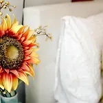 Sunflower Amsterdam