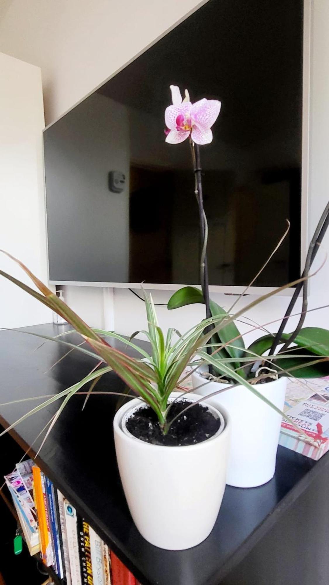 Homestay Velvetamsterdam *