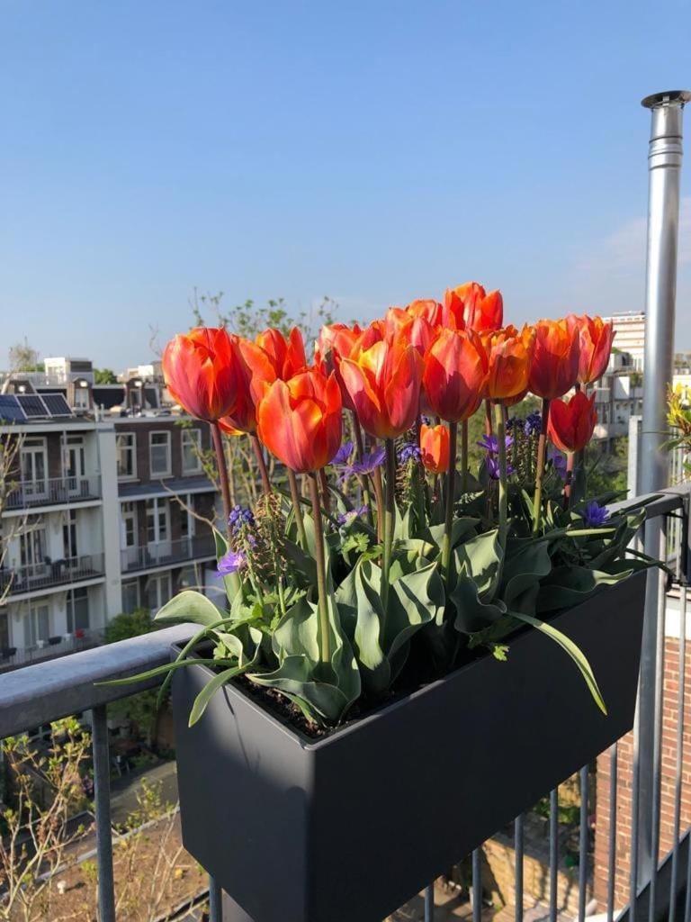 Spacious With Roofterrace By Vondelpark Apartment