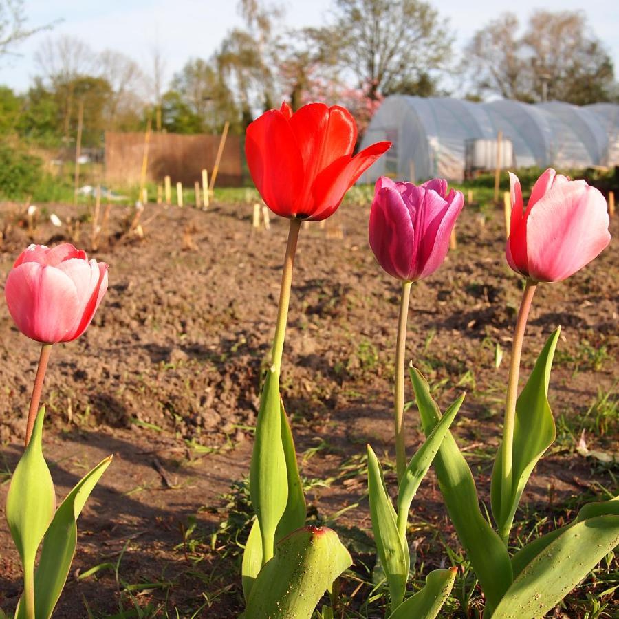 Aparthotel Farm