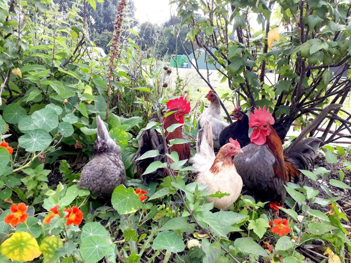 Aparthotel Farm